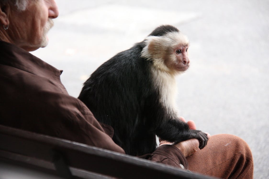 Two Capuchin Monkeys